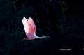 Roseate-Spoonbill;Spoonbill;Ajaia-ajaja;Flying-Bird;action;active;aerodynamic;be